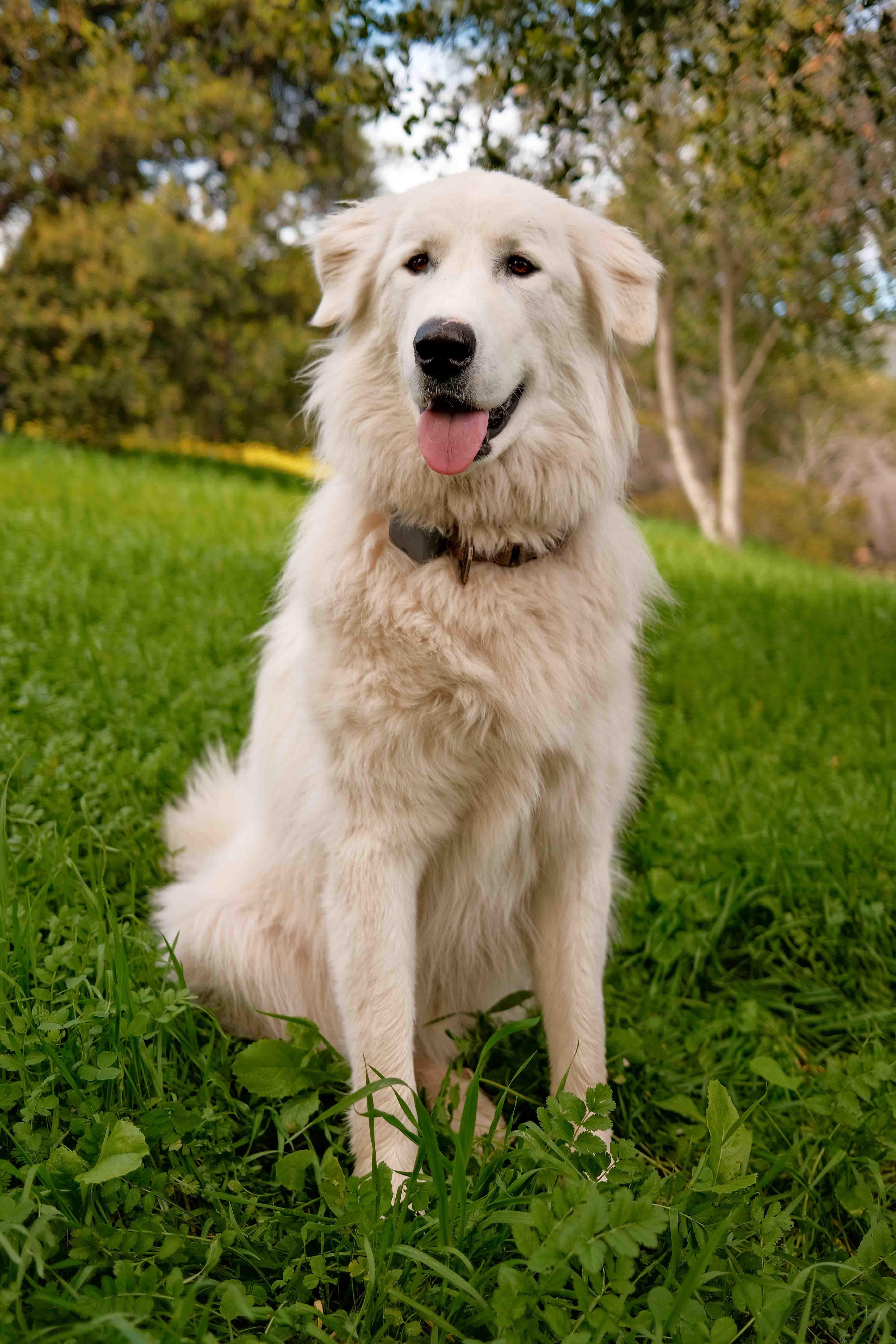 Great Pyrenees Siberian Husky Mix: Is This the Right Dog for You? (The Good and the Bad)