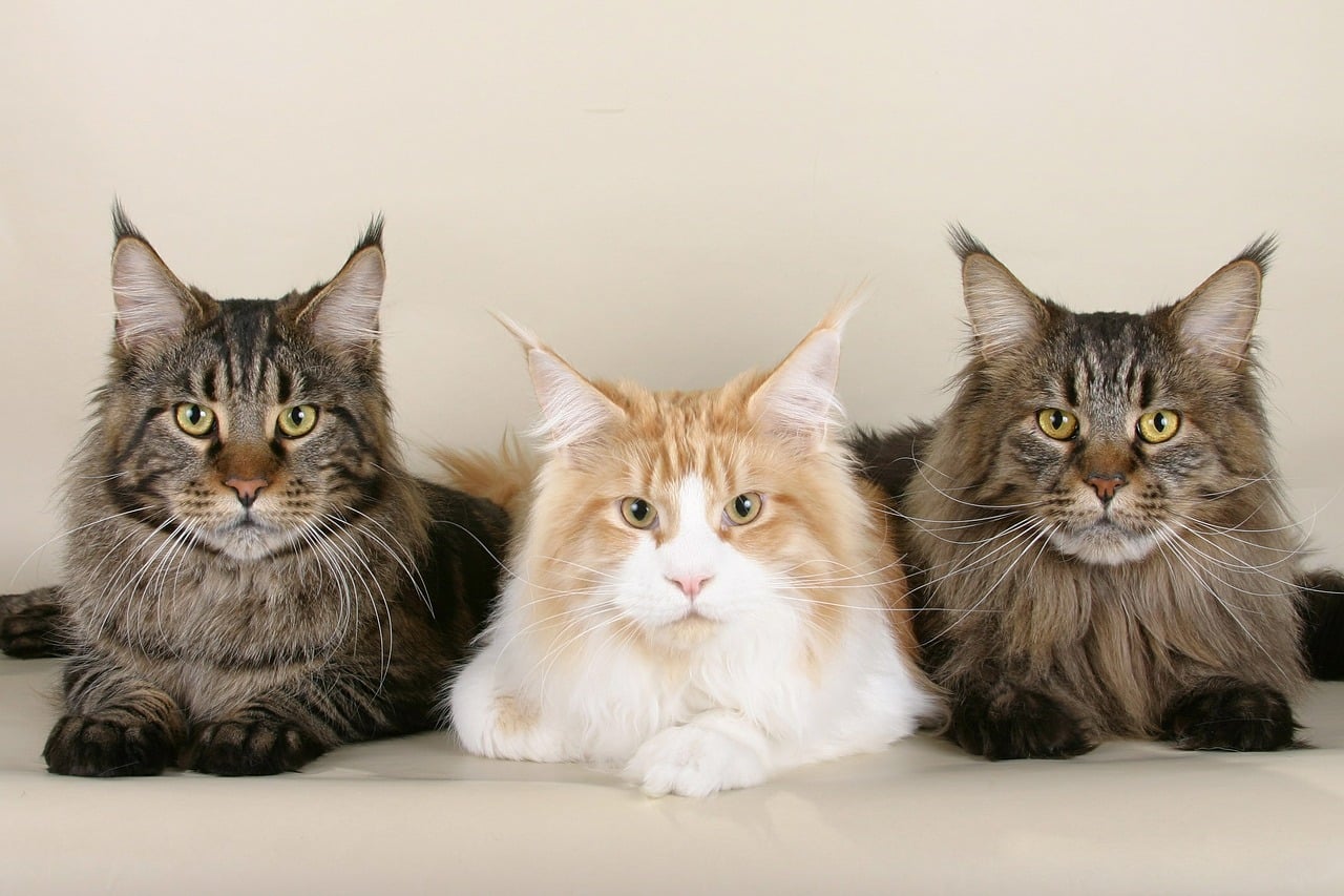 Maine Coon Mix Cats: Get the Facts Here