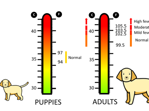 Understanding Labrador Retriever Temperature Tolerance in Hot Weather