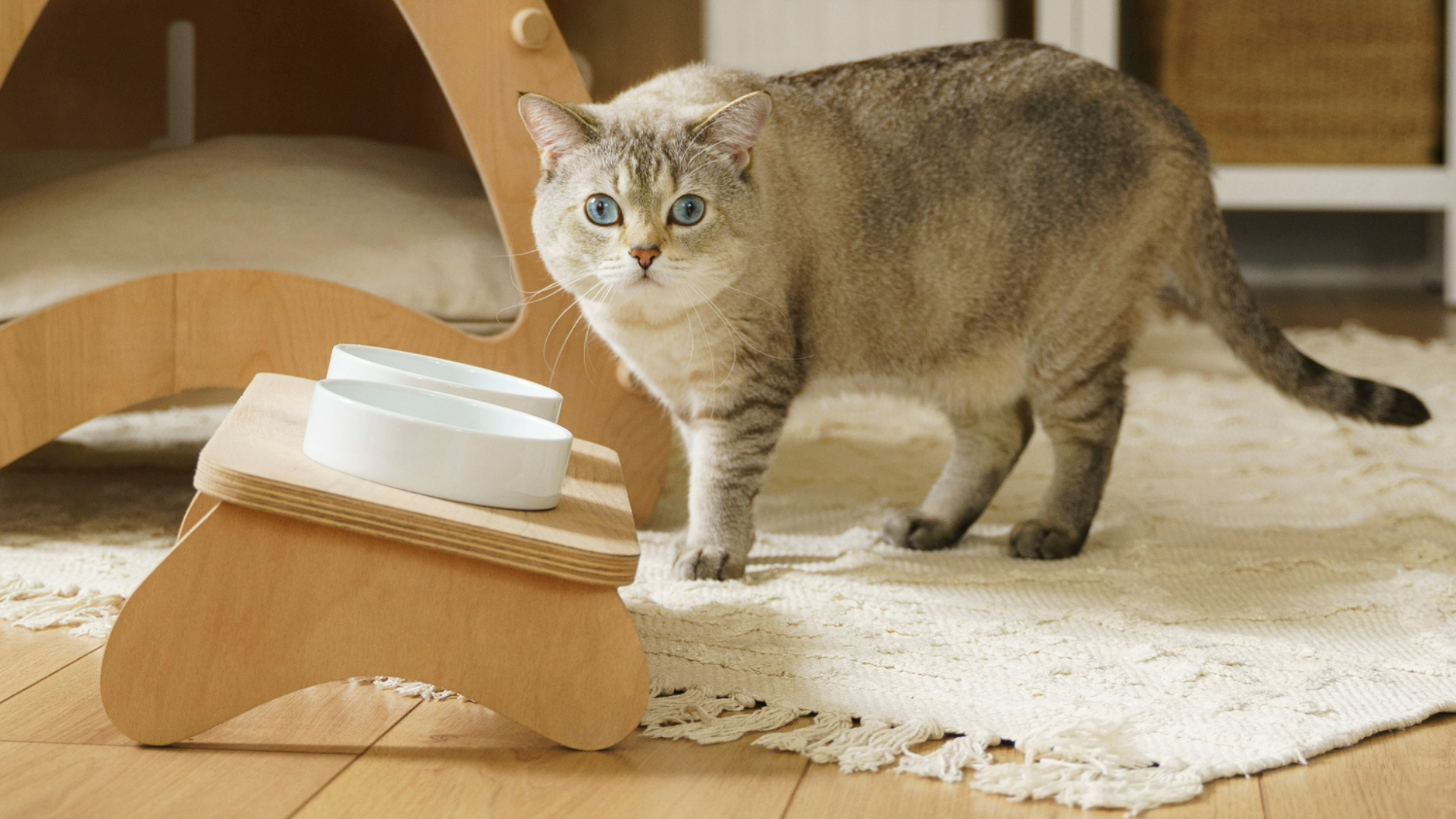 Elevated Cat Food Bowl: Why Your Cat Needs One?