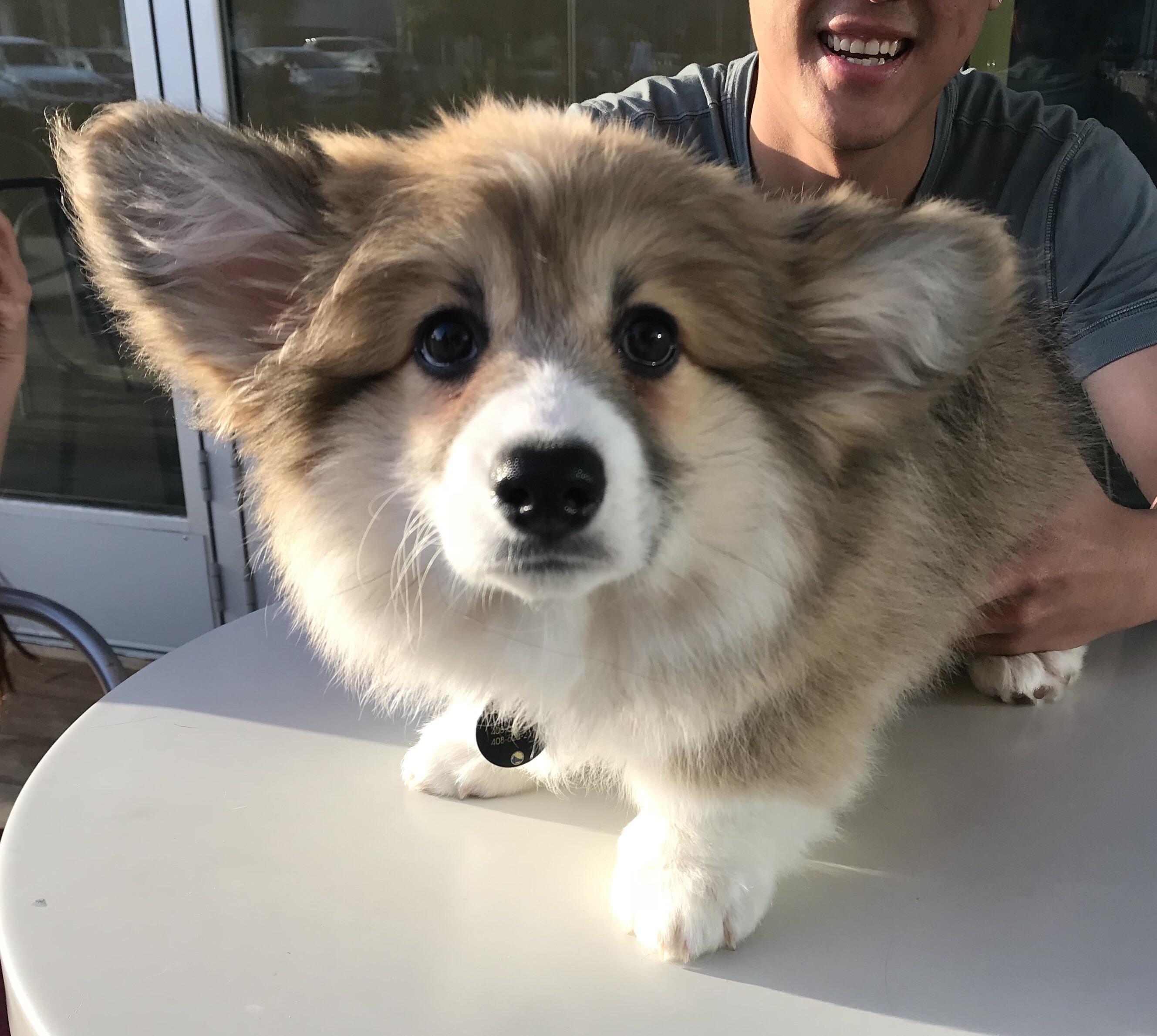 corgi puppies fluffy