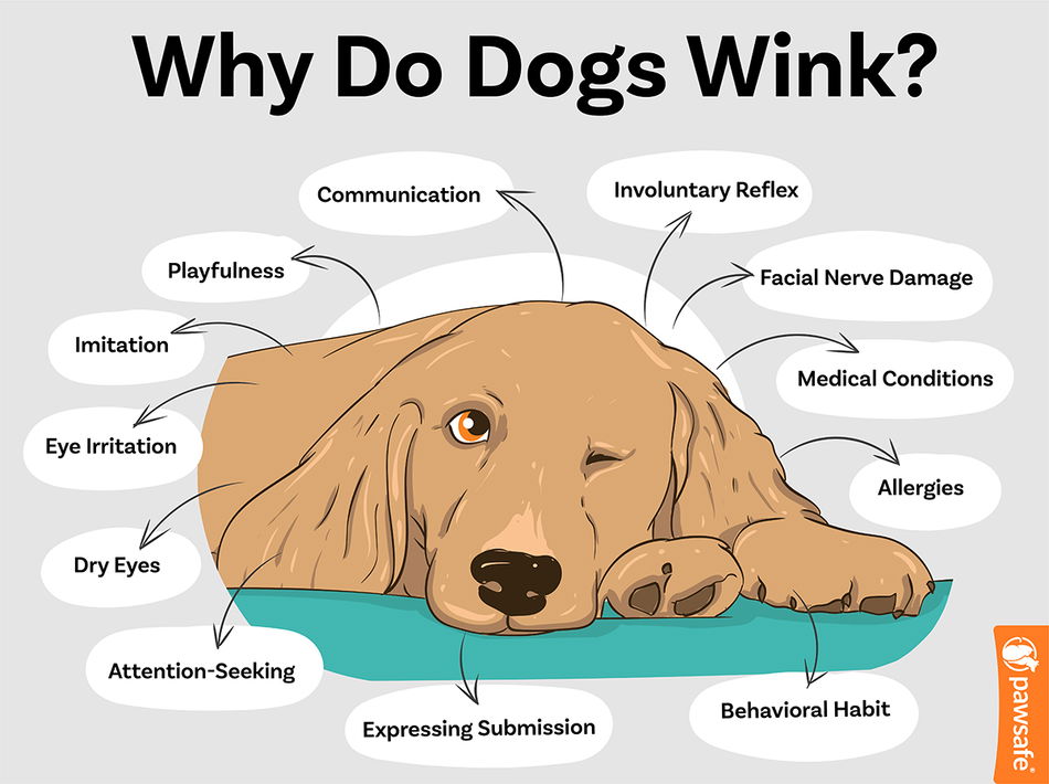 Unlocking the Mystery: Why Do Dogs Wink at You Sometimes