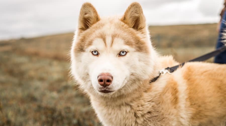 Siberian Husky and Alaskan Malamute Mix: Puppy to Adult