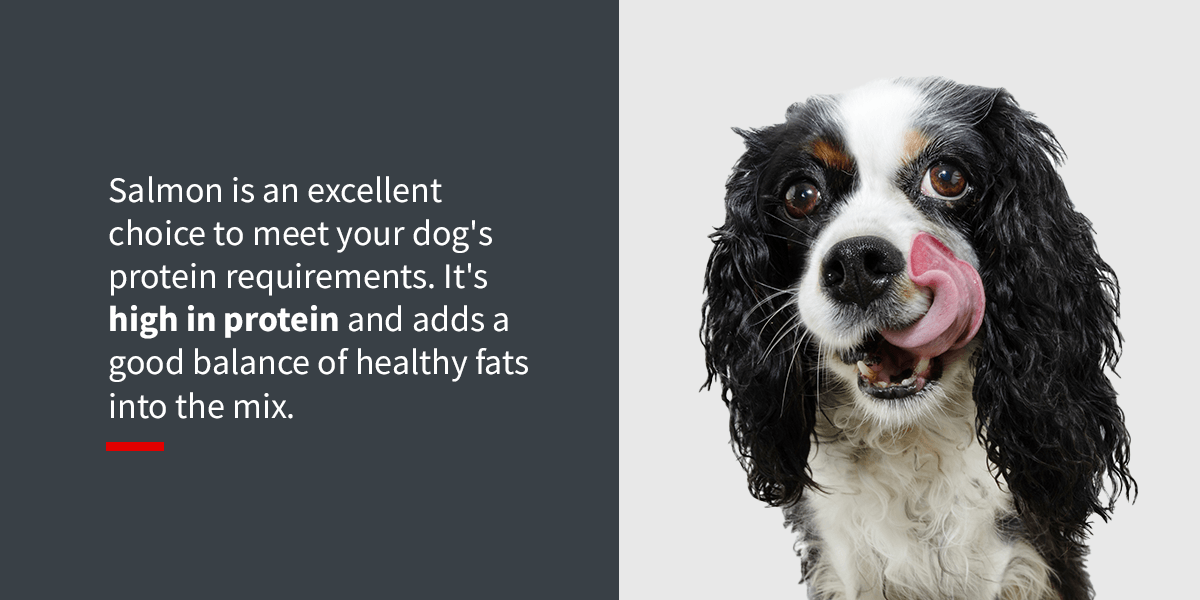 Salmon for Pet Food: Why Its a Top Choice for Your Furry Friend