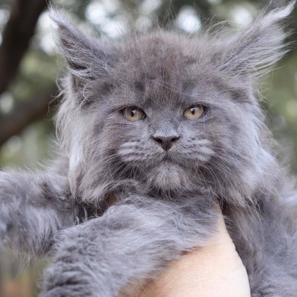 Unveiling the Unique Charm of Blue Smoke Maine Coon Cats