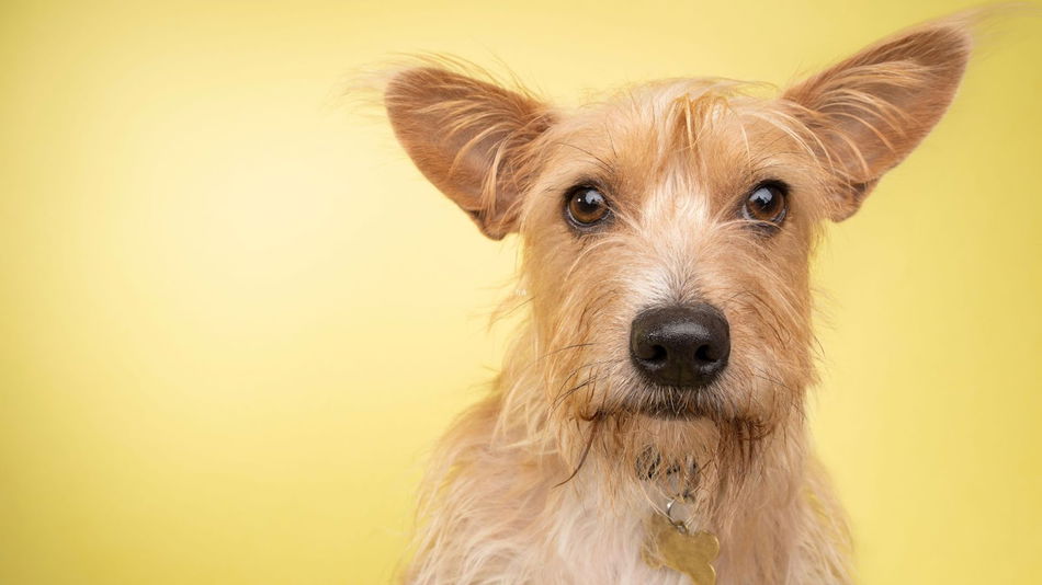 Corgi Terrier Mix: Learn About Their Personality, Care, and More Here!