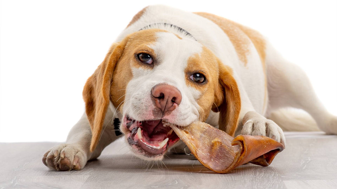 Pig Ears for Dogs: Benefits, Risks, and Safety Tips
