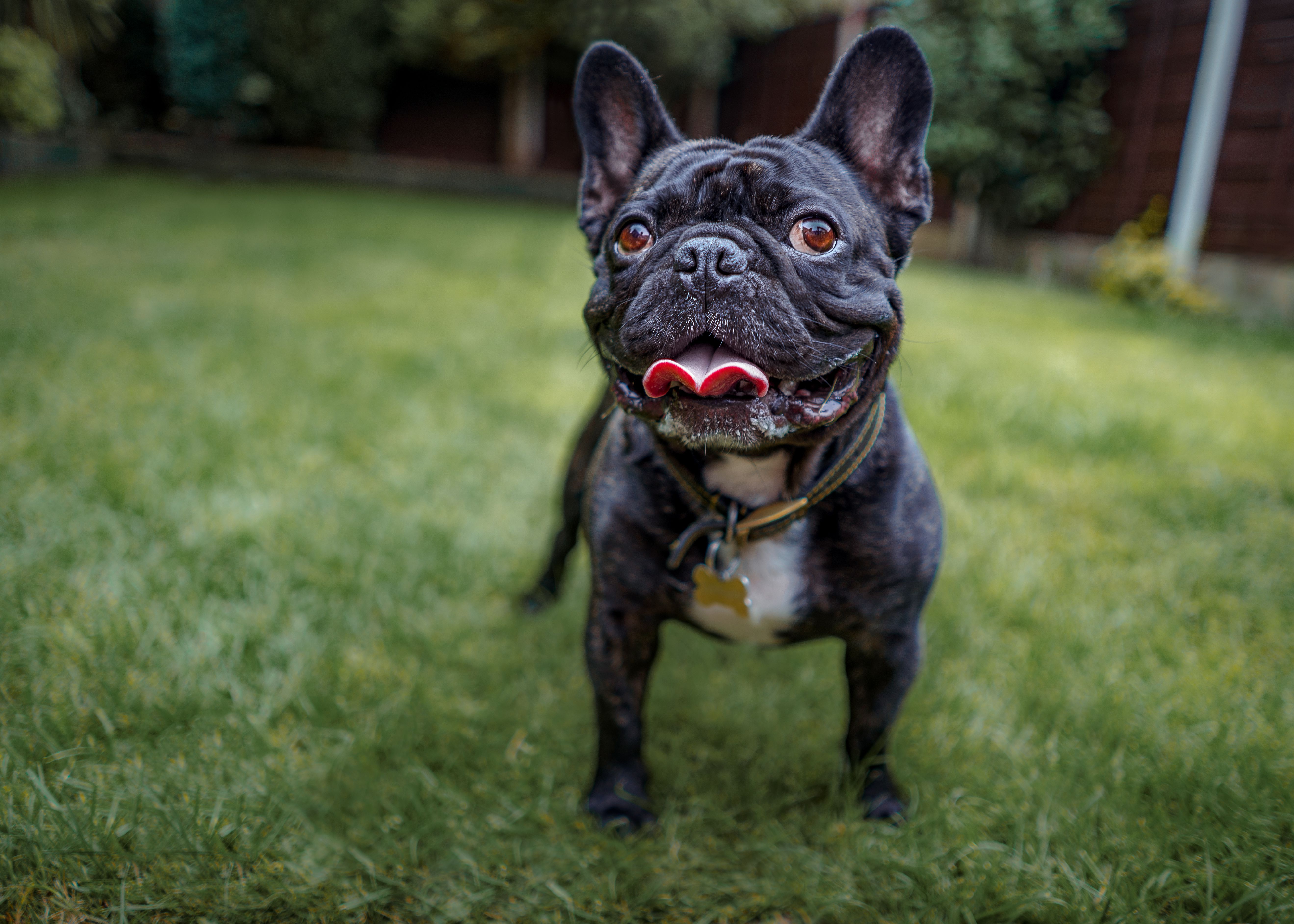 Best Funny French Bulldog Names That Will Make You Laugh