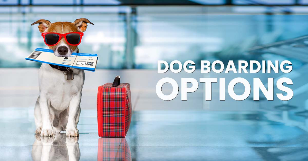 Home Vaccinations for Dogs: Will Kennels Accept Them or Not?