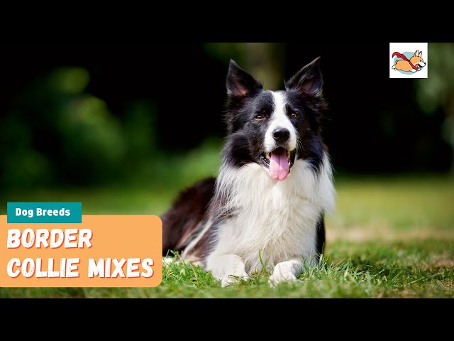 Border Collie Mix Dogs: The Ultimate Guide for New Owners
