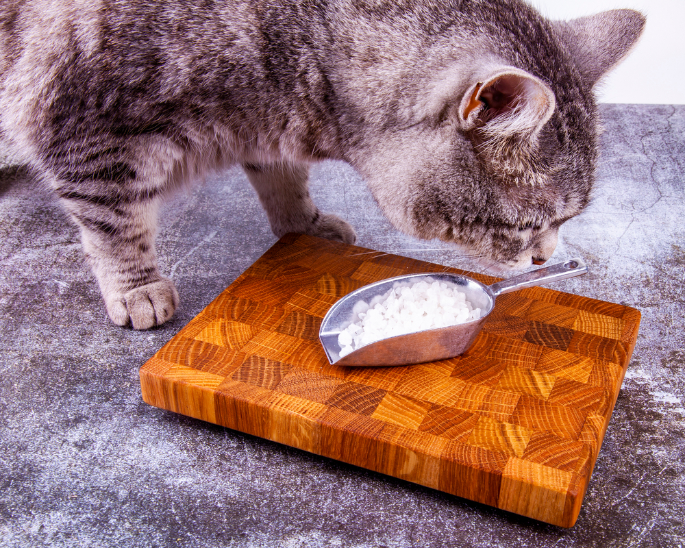 Is Your Wet Cat Food Too Salty? Understanding Sodium Content