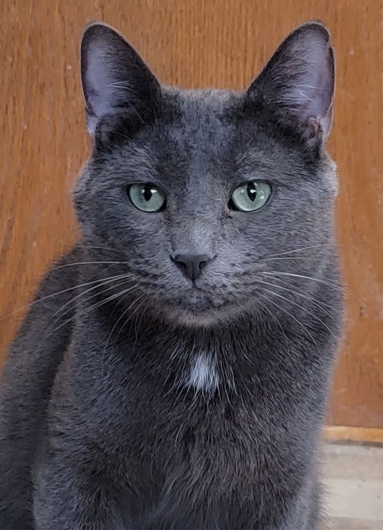 Chicago Russian Blue Cats: Where to Find Kittens and Adults