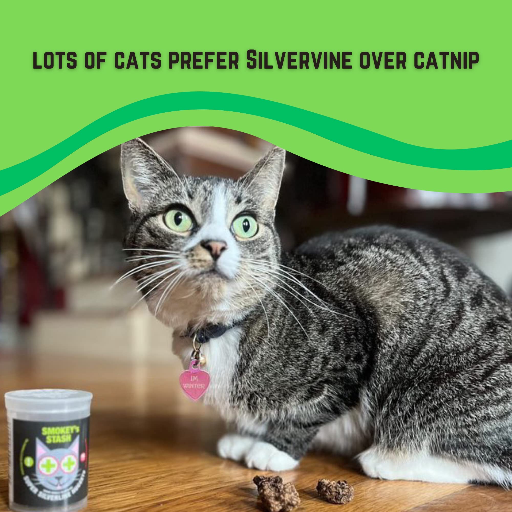Where to Buy Silvervine for Cats? Top Online Shops Revealed!
