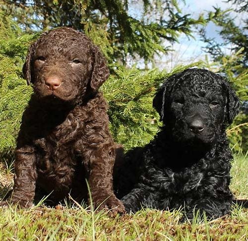 Is Your Labrador Retriever Curly? What You Need to Know