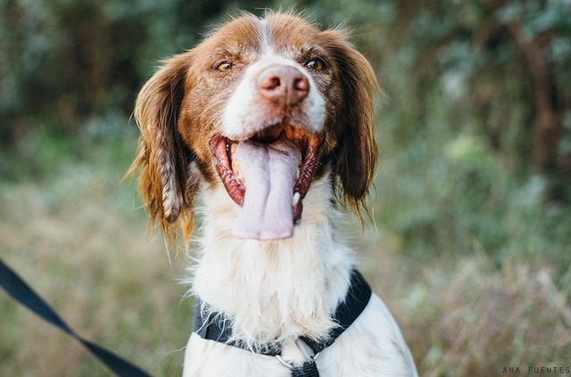 Labrador Retriever Brittany Spaniel Mix: Your Perfect Family Pet