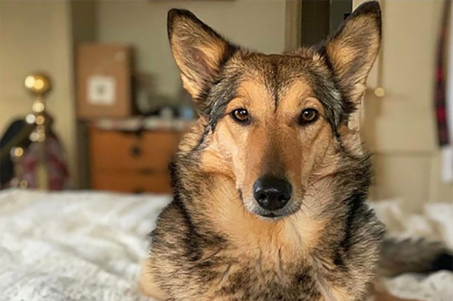 Top Reasons to Love a German Shepherd Mix – A Loyal and Loving Breed