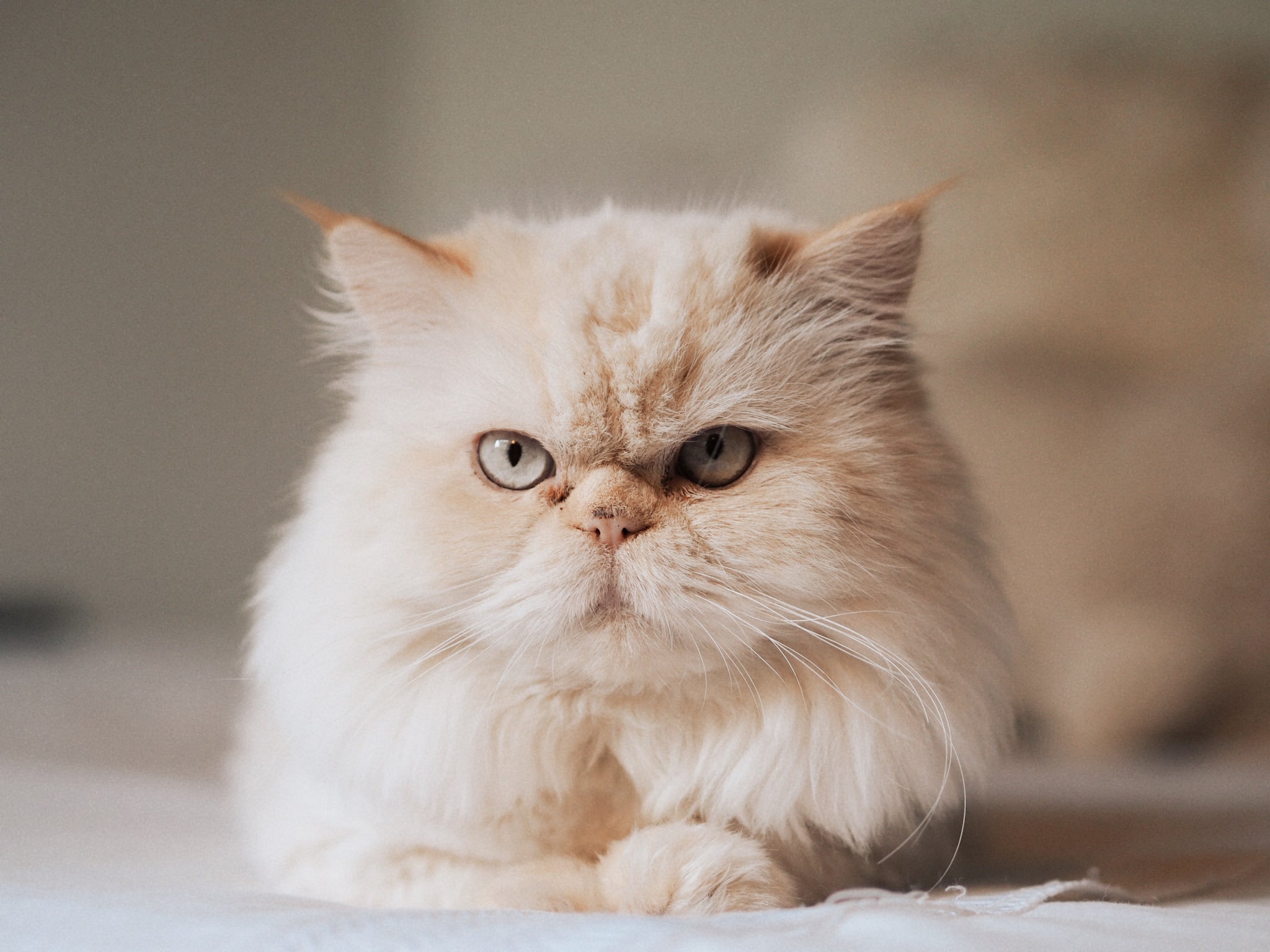 Curious About the Rate of Persian Cat? Find Out Here!