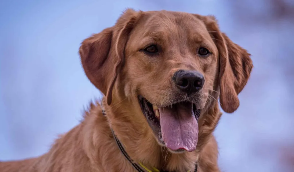 Is a Golden Retriever Cross Chocolate Labrador Right for You?