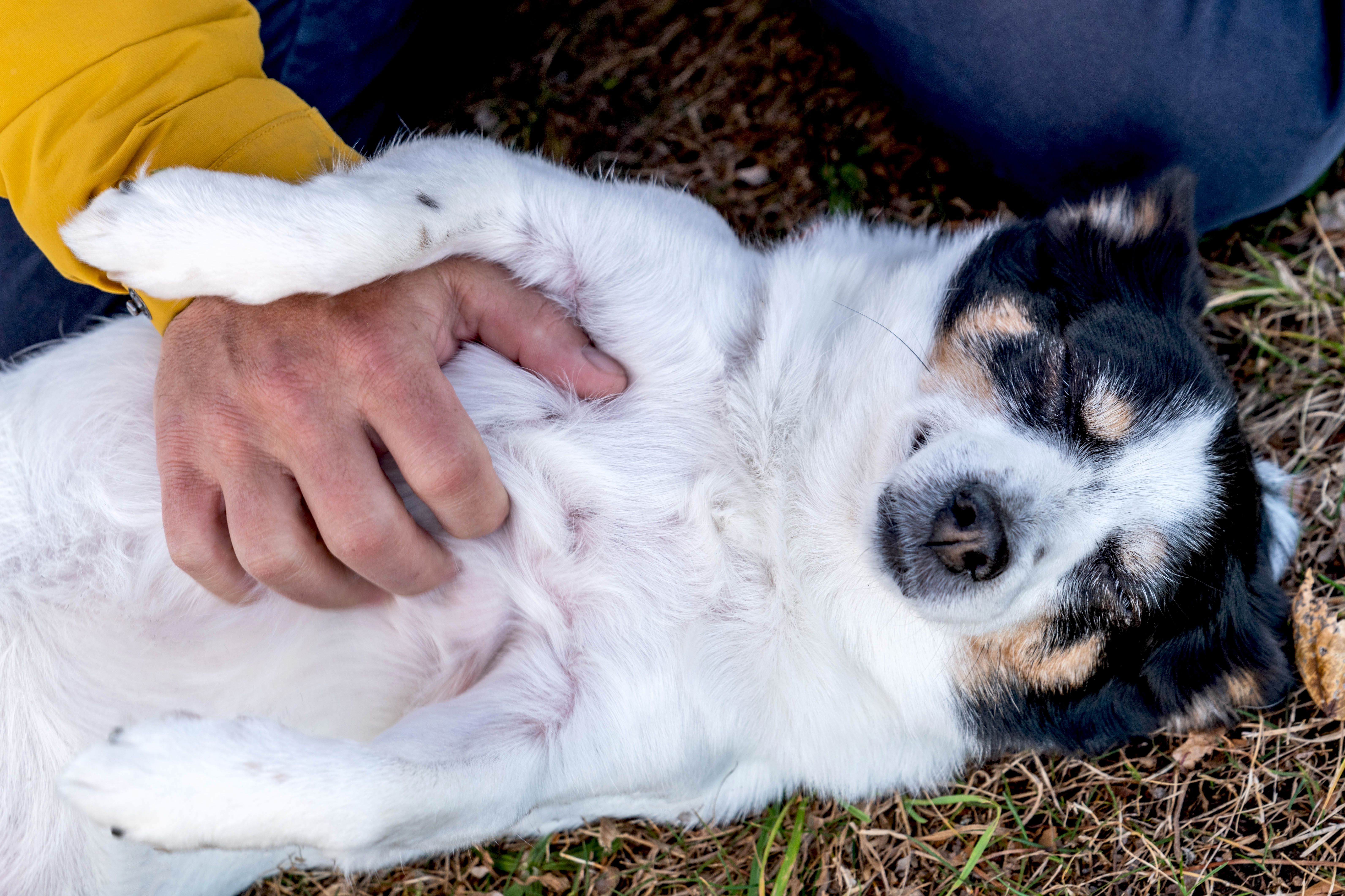 Expert Tips on Belly Rubs Pet Care for a Healthy Pet