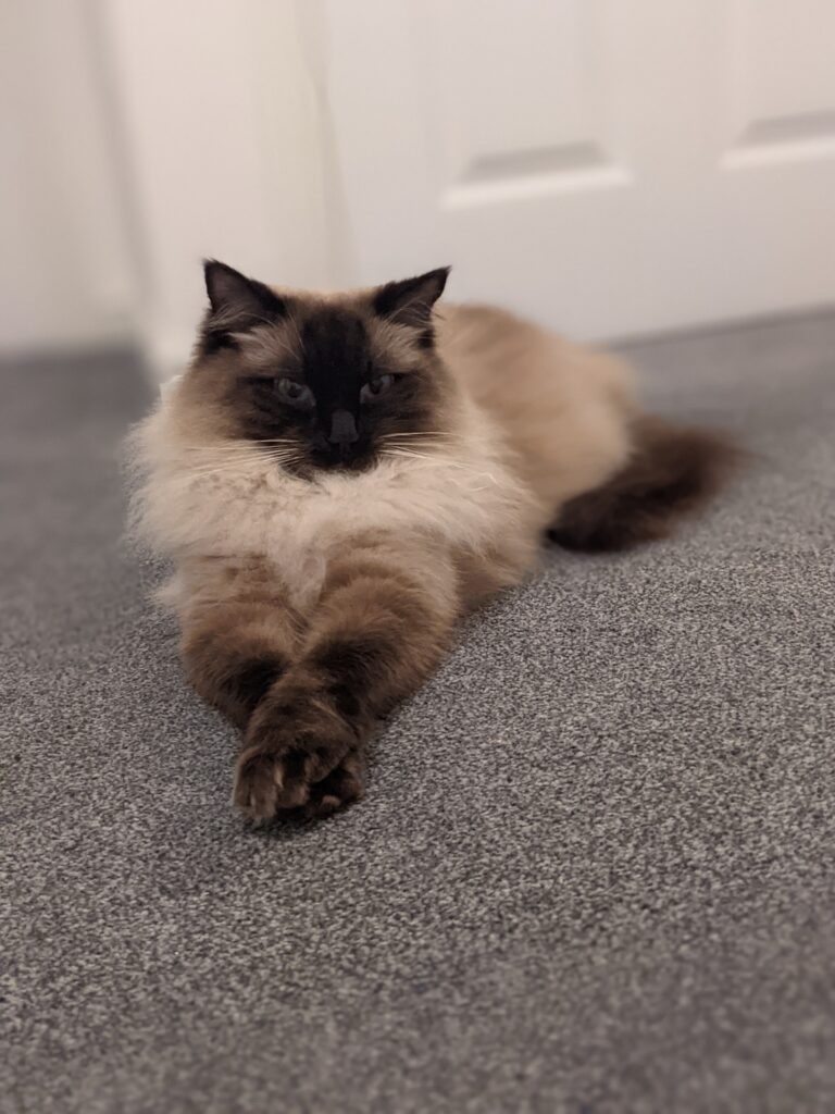 Seal Ragdoll Cat: The Charming Kitty with a Dark Secret