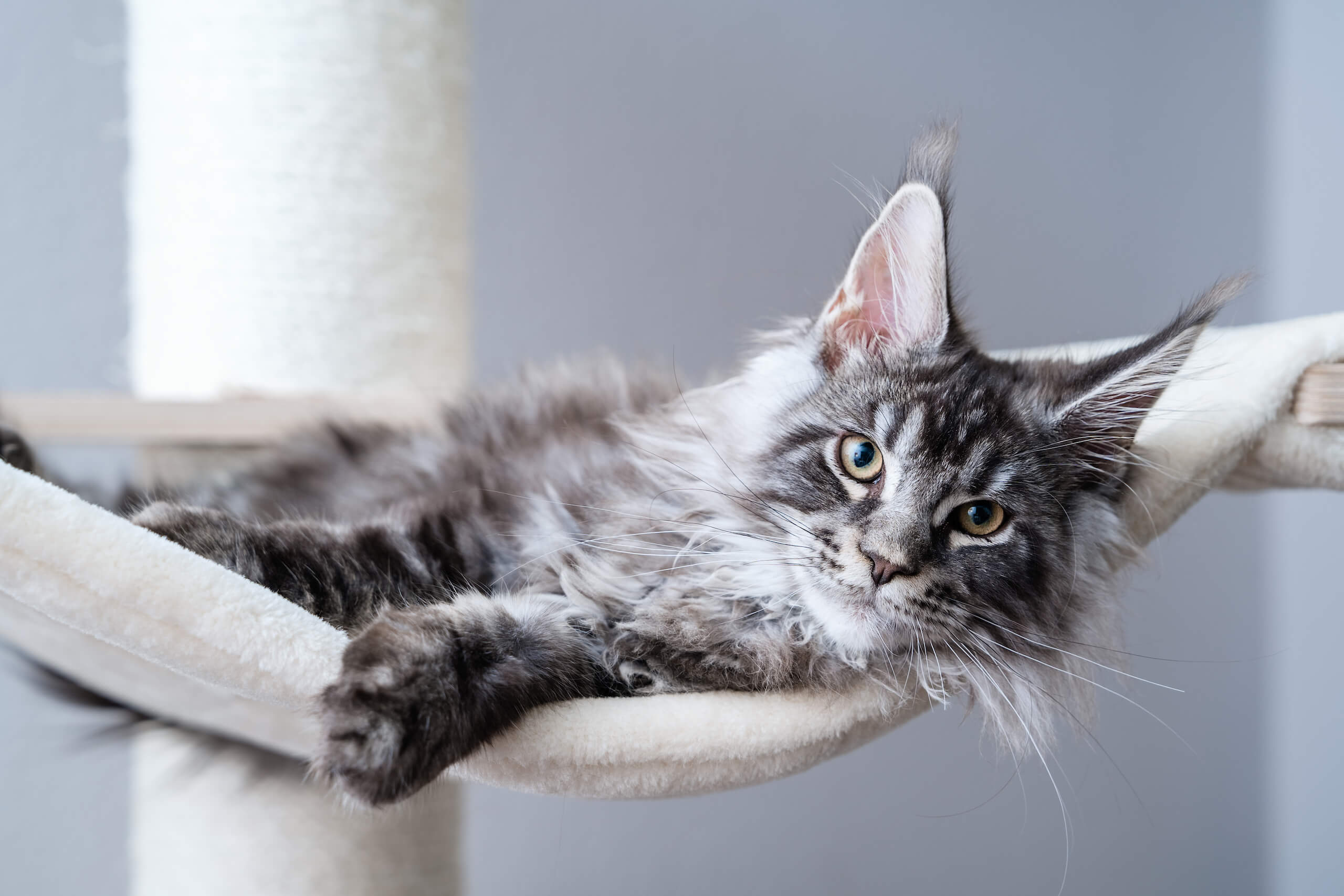 Unveiling the Charms of Half Breed Maine Coon Cats