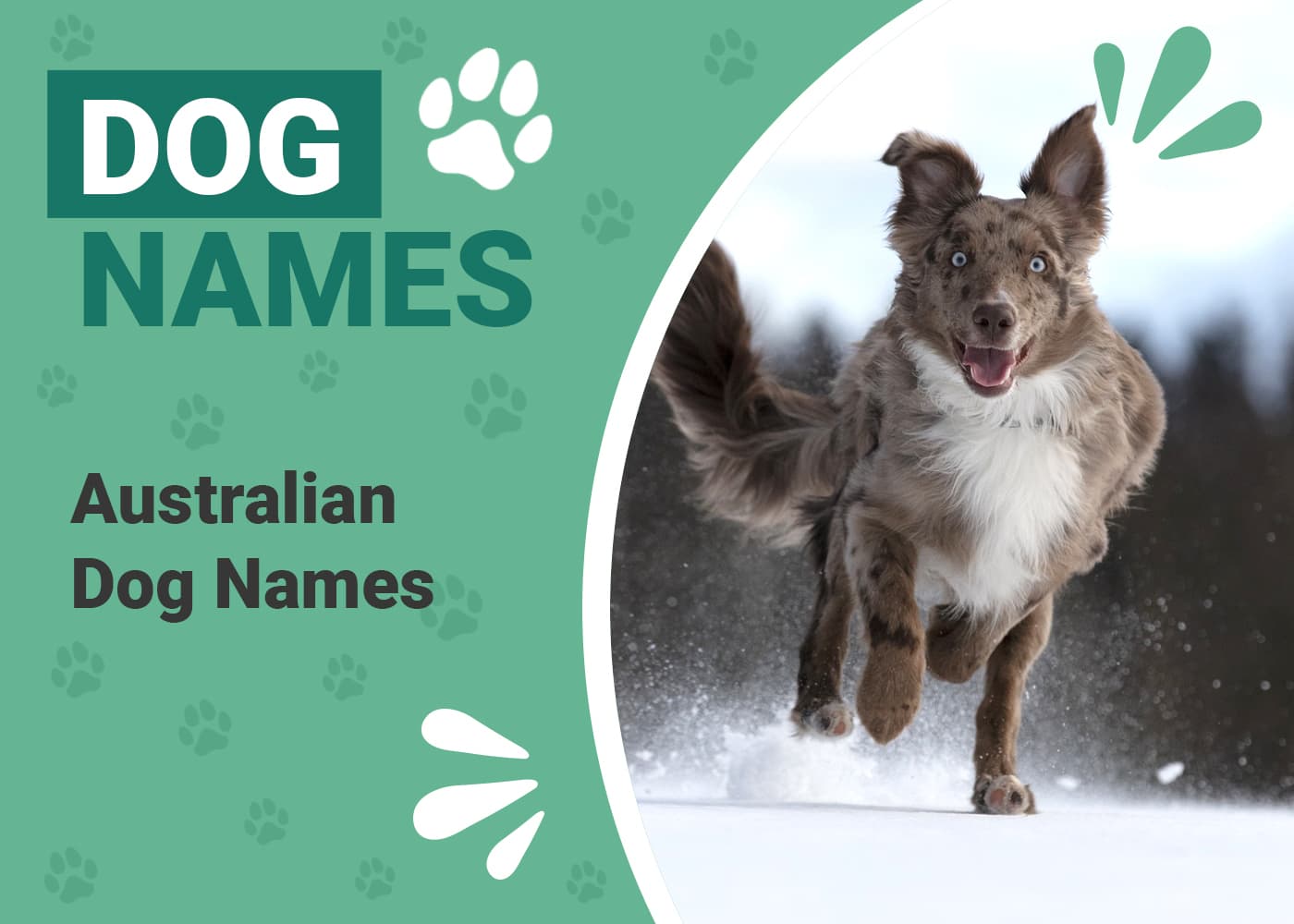 Popular Australian names for dogs: Check out these ripper ideas!