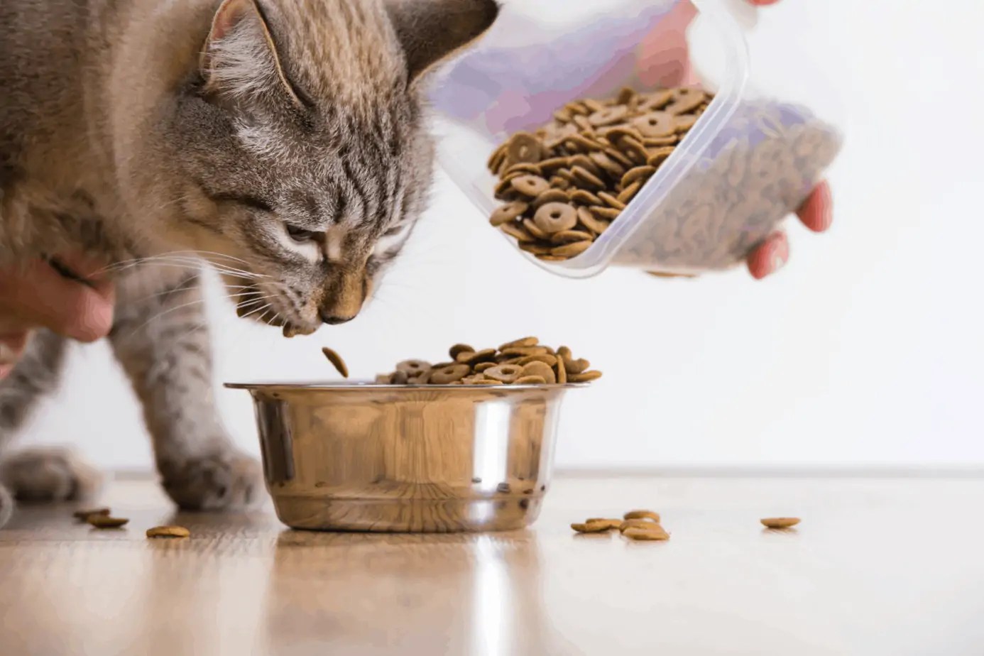 Best Cat Food for Cats with Hyperthyroidism: Your Ultimate Guide to a Healthy Diet.