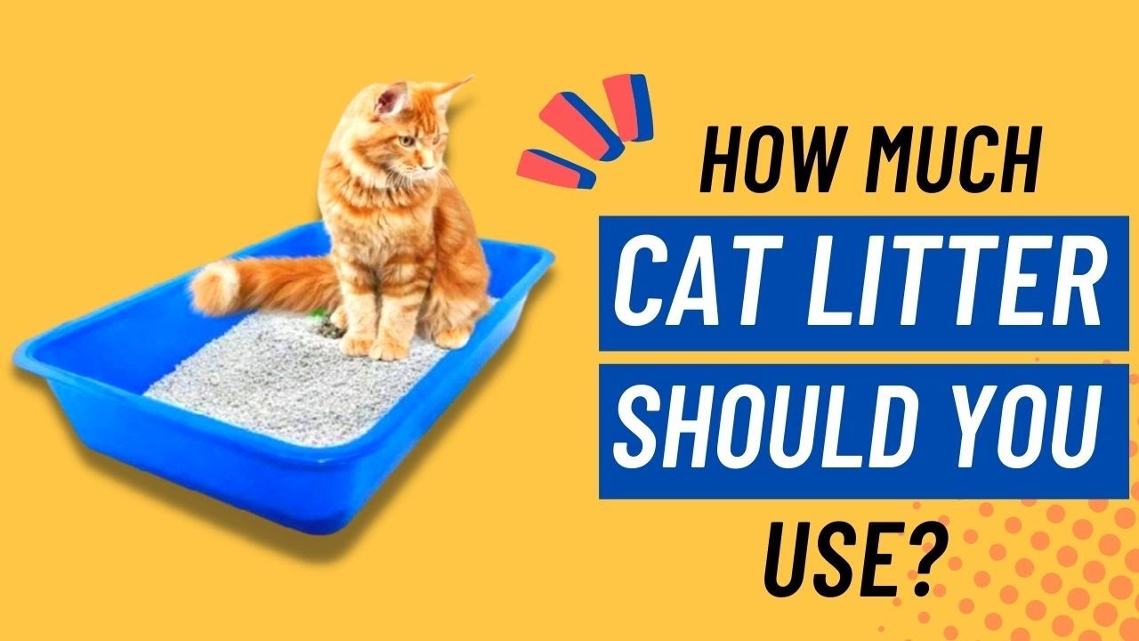Wondering How Much Cat Litter Should Be in a Litter Box? Find Out Here