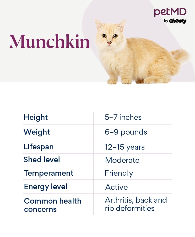 Munchkin Cat Lifespan: How Long Do They Really Live?