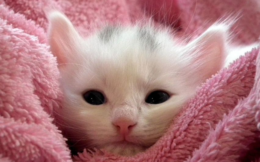 Mini Persian cat care tips: How to keep your tiny furry friend happy!