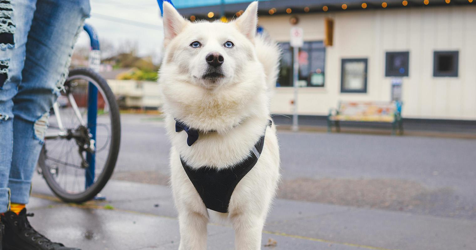 Dog Policies at Pet Supplies Plus: Can Your Pup Come Along?