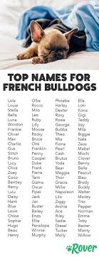 Top Blue French Bulldog Names: Choosing the Right Name for Your Dog