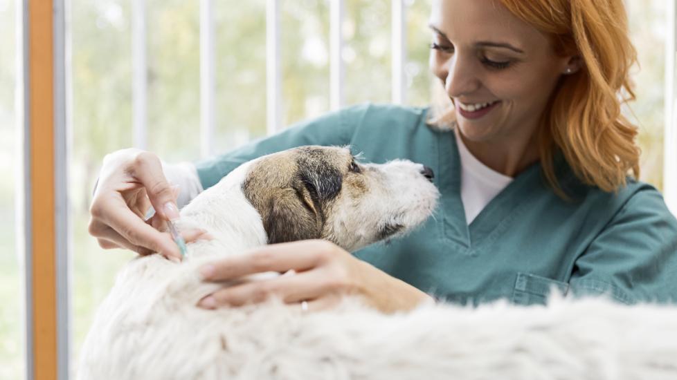 5 in 1 Shot for Dogs: A Veterinarian Explains the Benefits and Importance of This Vaccine.