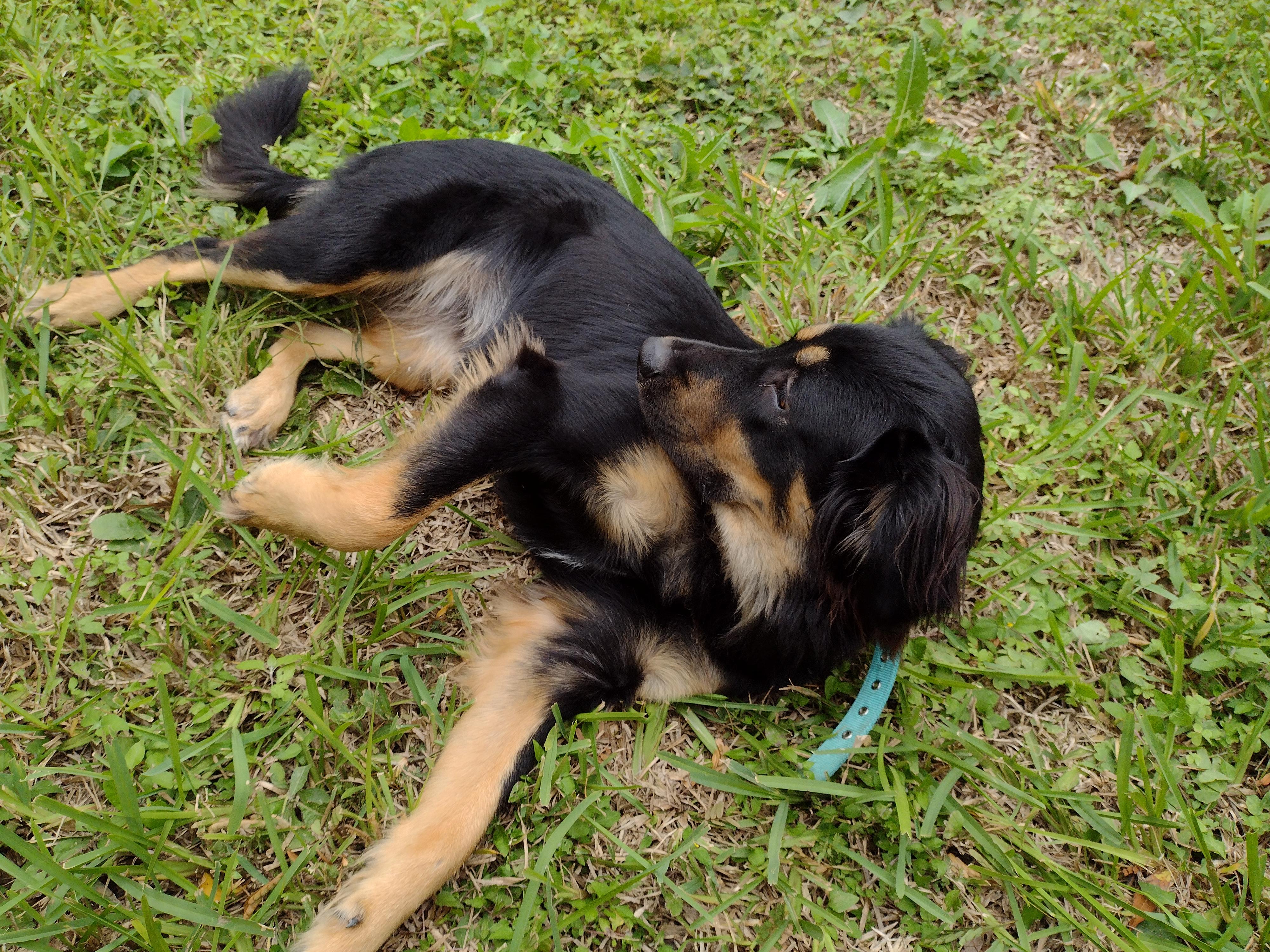 Rottweiler Pyrenees Mix Temperament and Training