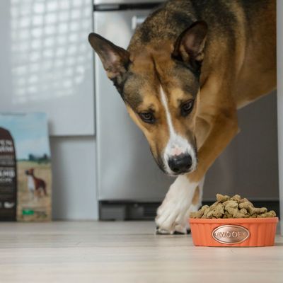 Find Everything Your Pet Needs at Alameda Pet Supplies
