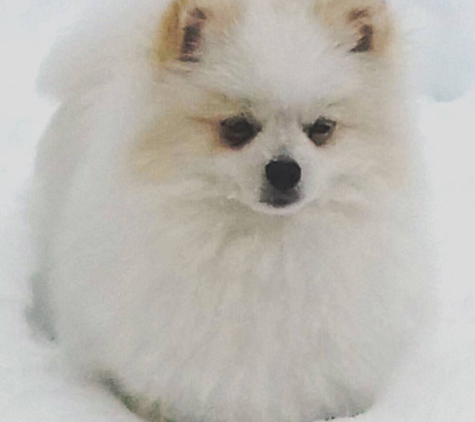 Tim and Lynns Country Pet Care: Where Pets Feel Loved