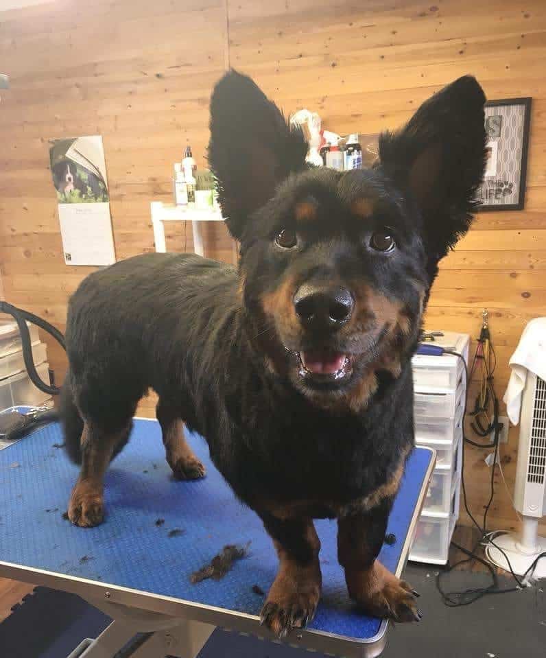 Rottweiler and Corgi Mix: What to Expect (Learn All About This Unique Crossbreed)