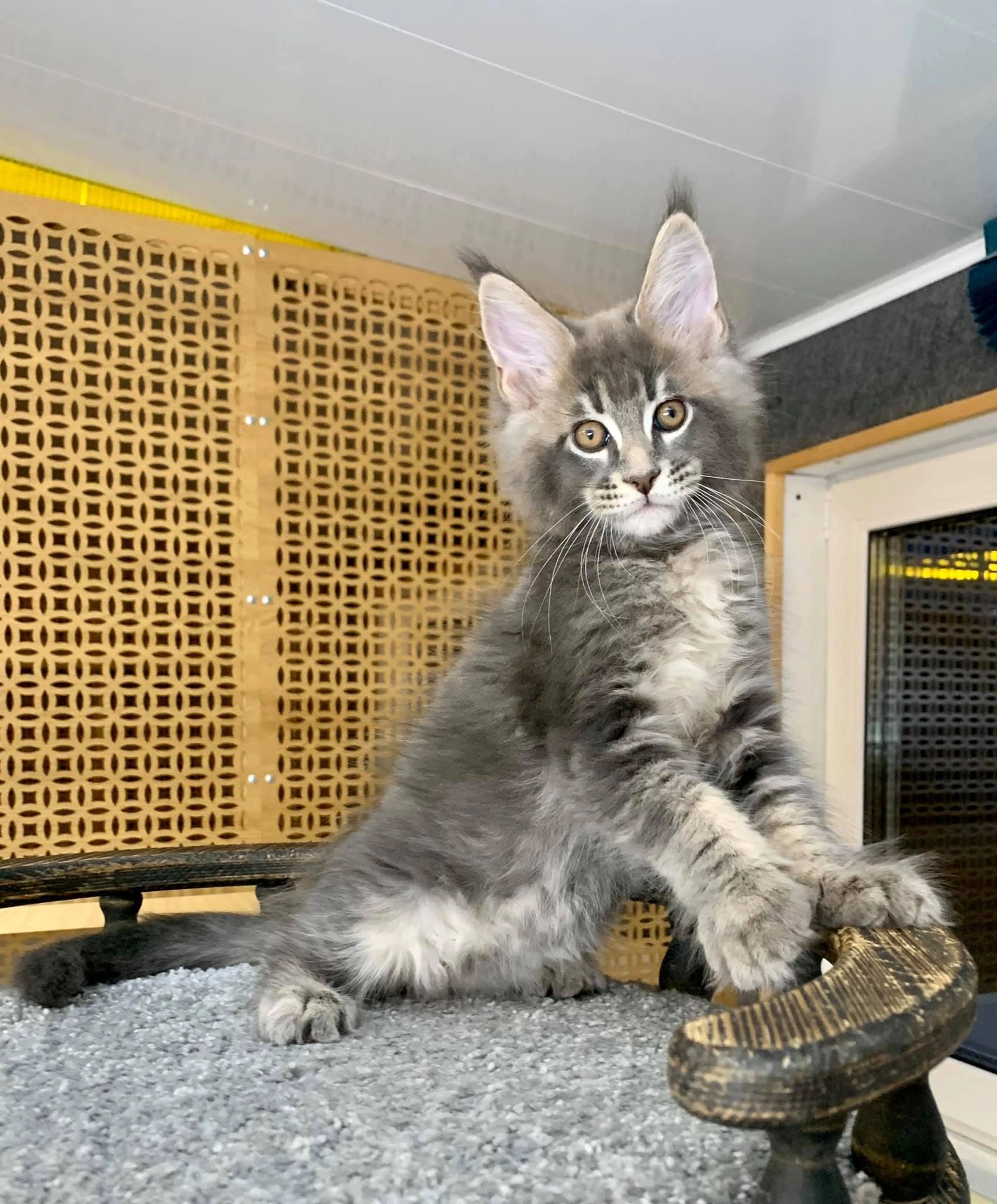 Do Maine Coon Cat Hypoallergenic Really Exist? The Truth