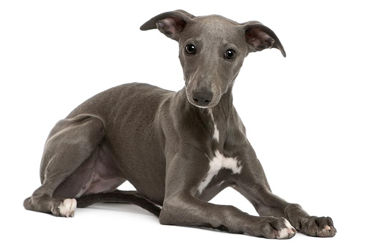 Whippet News: Your Daily Dose of Whippet Dog Information