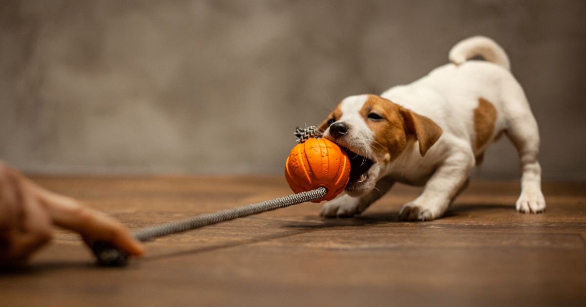 The Ultimate Guide to Choosing the Right Rope Ball Dog Toy