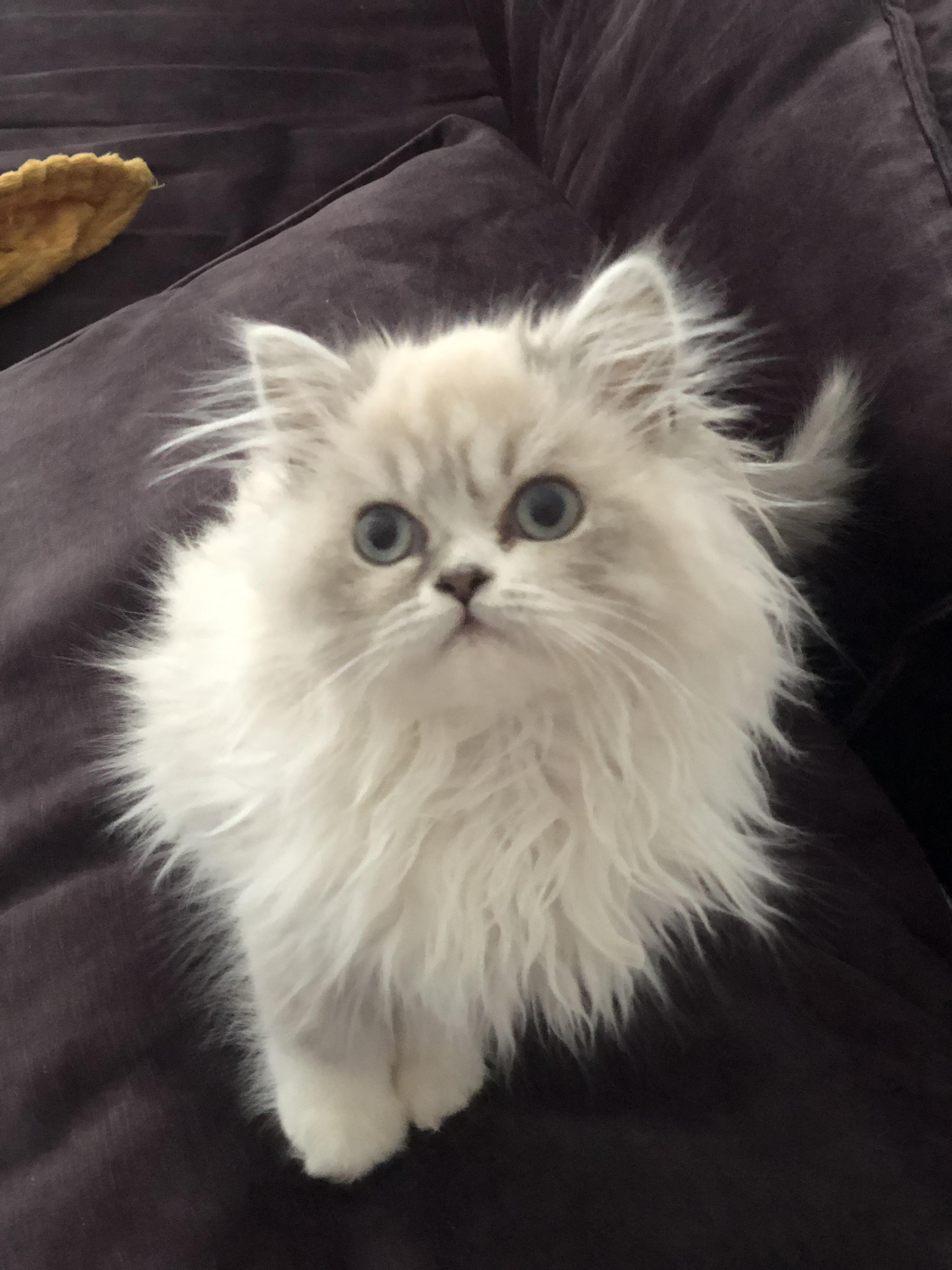 Lilac Point Persian Cats: Everything you need to know