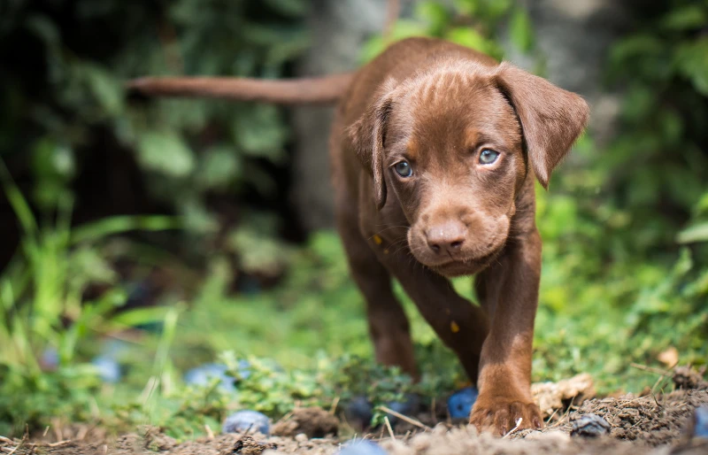 Vizsla Lab Mix: What to Expect from This Energetic Breed