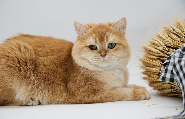 Golden Clans British Cattery: Find Your Perfect Furry Friend Today!