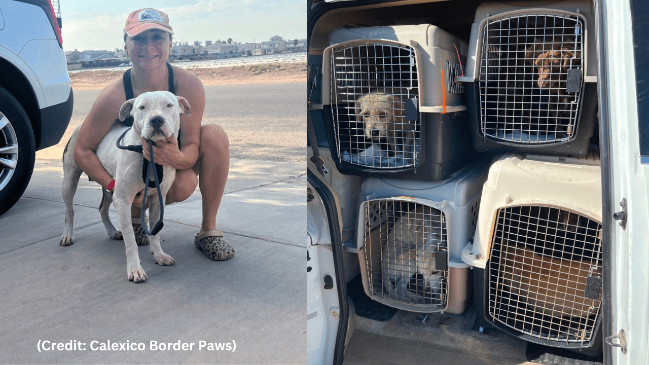 Paw News Alert: Breaking Stories About Animals