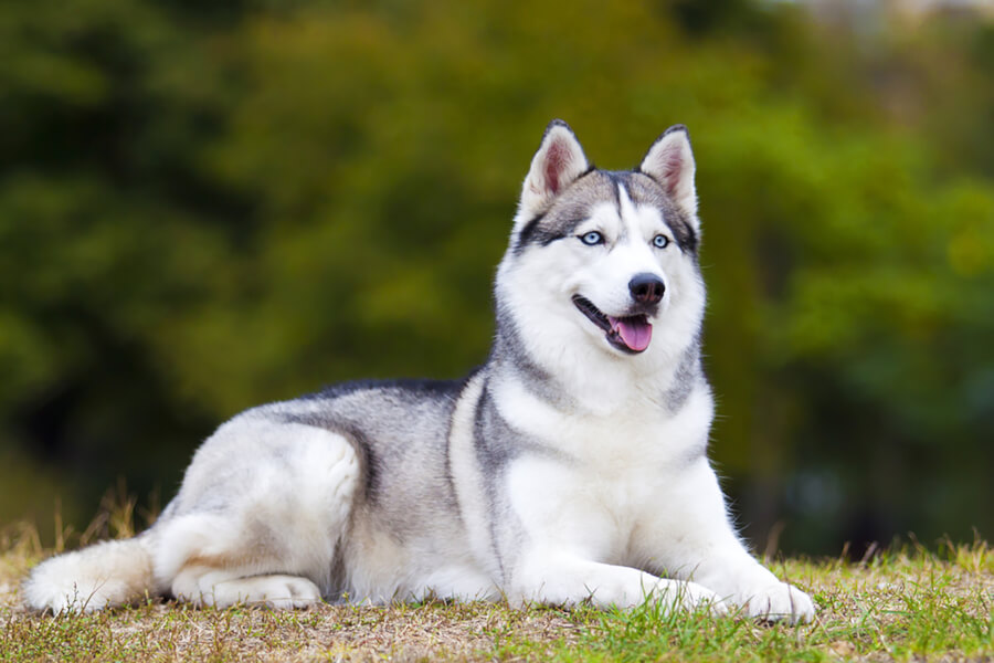 Best Flea Treatment for Siberian Husky: Simple & Effective Tips