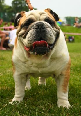 Champion English Bulldog: Breeding and Raising Top-Quality Dogs (Learn From the Experts)