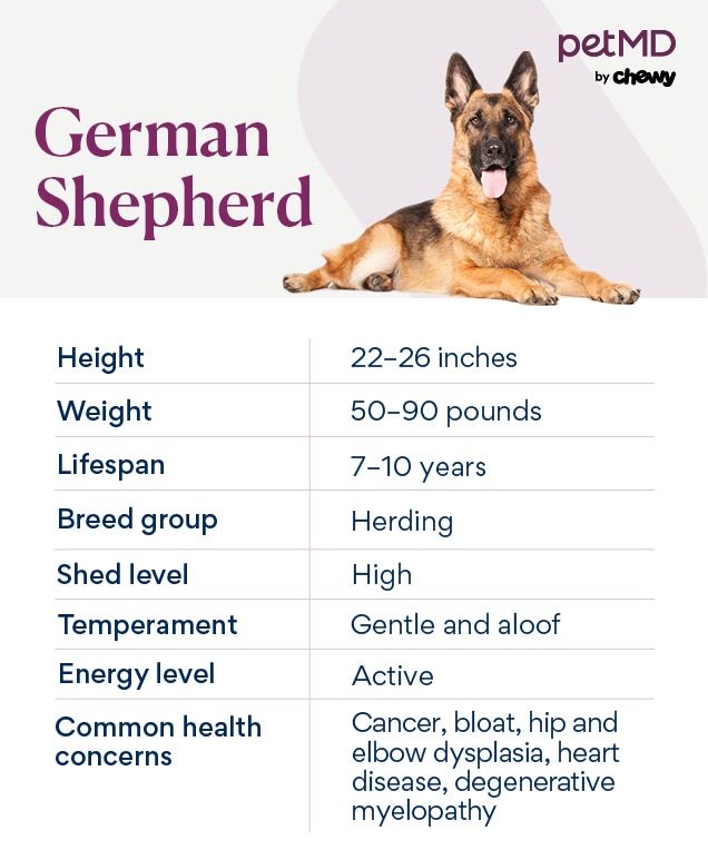 Is a German Shepherd Mix Right for You? Find Out Now