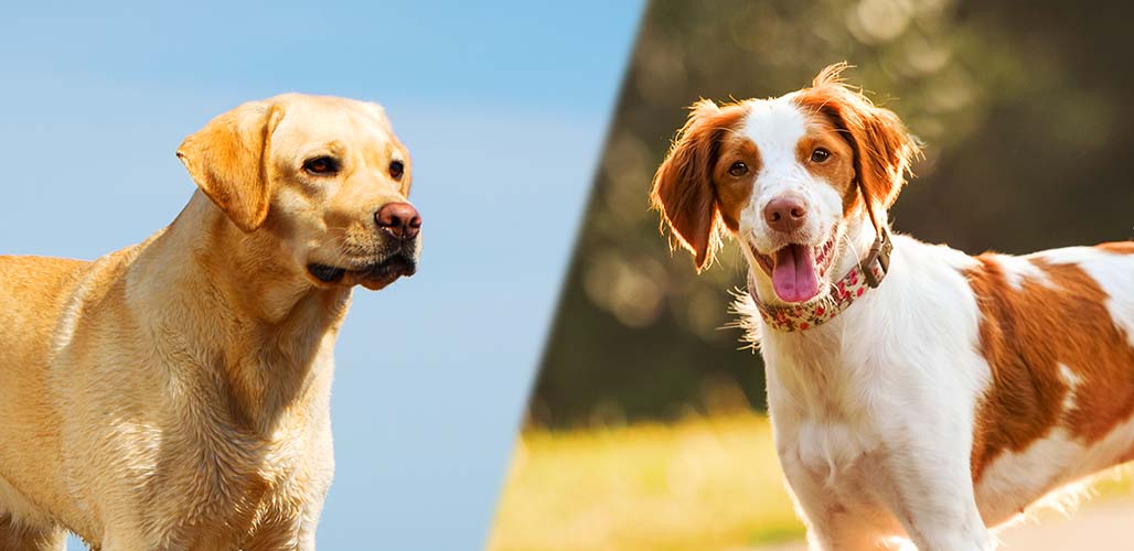 Labrador Retriever Brittany Spaniel Mix: Your Perfect Family Pet