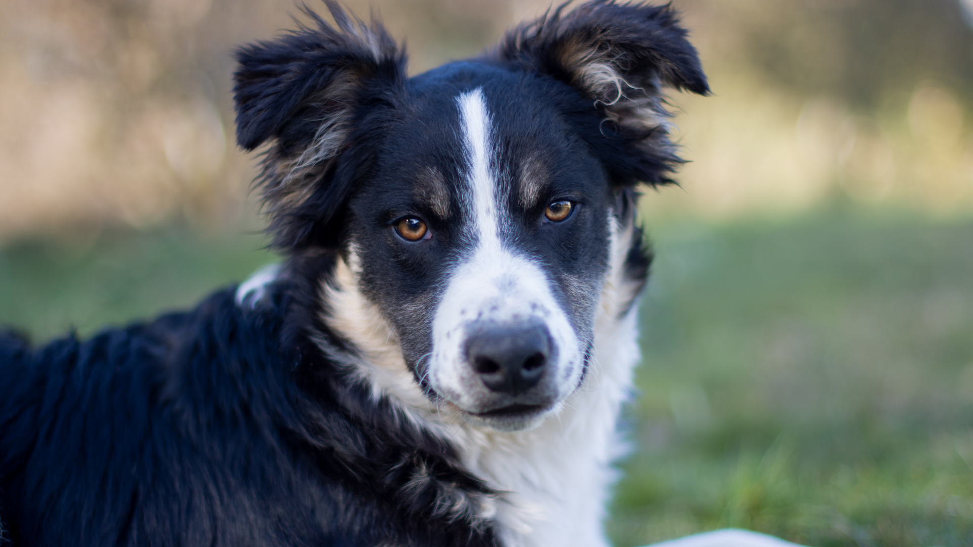 Border Collie Mix Dogs: The Ultimate Guide for New Owners