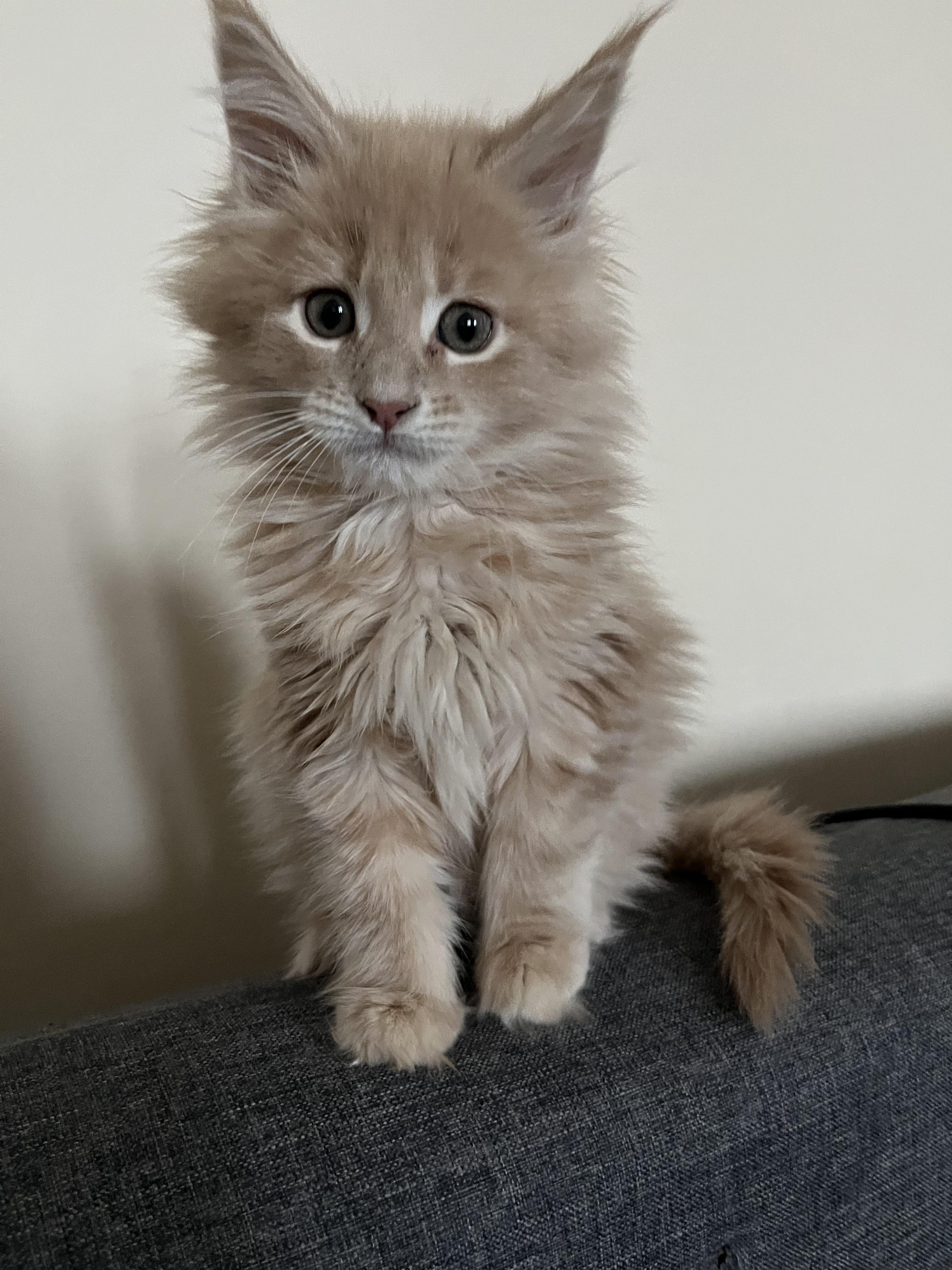 Cuddly Maine Coon Cattery: Kittens with Big Personalities